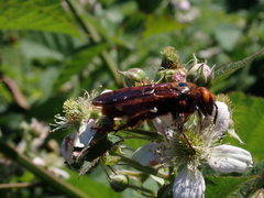 Megascolia maculata maculata