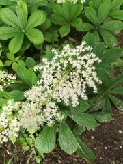 Rodgersia