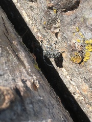 Aegomorphus clavipes