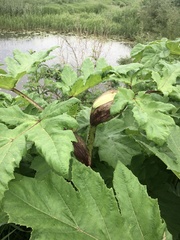 Heracleum sosnowskyi