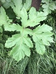 Heracleum sosnowskyi