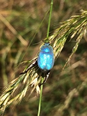 Hoplia coerulea