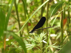 Atrocalopteryx atrata