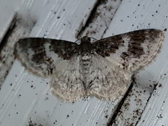 Hydrelia condensata