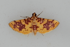 Conogethes haemactalis