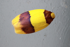 Heterallactis euchrysa