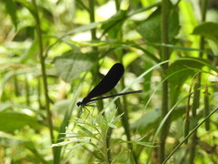 Atrocalopteryx atrata