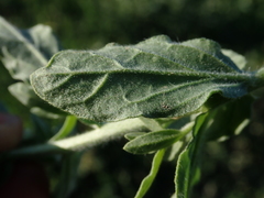 Berteroa incana