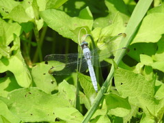 Orthetrum lineostigma