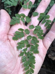 Adiantum atroviride