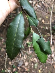 Diospyros pentamera