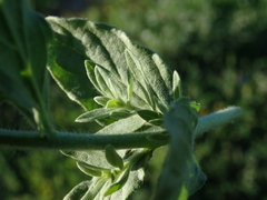 Berteroa incana