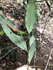Diospyros pentamera