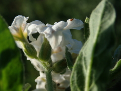 Berteroa incana