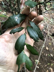 Diospyros pentamera