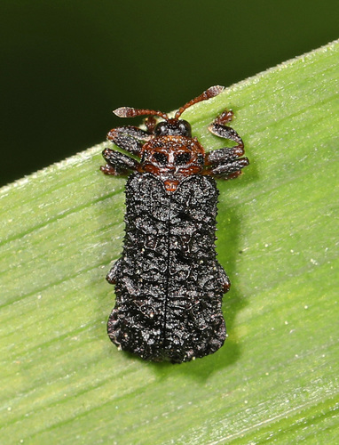 Trumpet Creeper Leafminer
