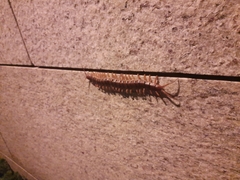 Scolopendra subspinipes