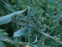 Salix