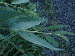 Salix