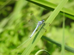 Orthetrum lineostigma