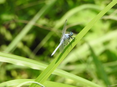 Orthetrum lineostigma