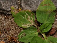 Phytomyza plantaginis