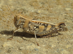 Calliptamus barbarus