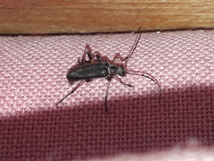 Cortodera femorata