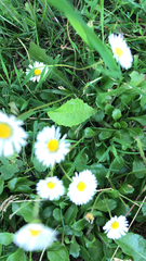 Bellis perennis