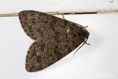 Olepa ricini