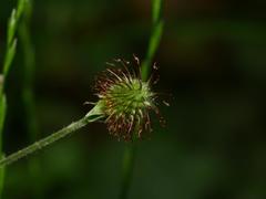 Geum urbanum