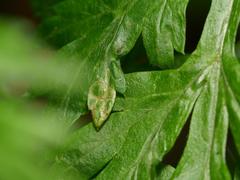 Liriomyza artemisicola