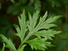 Artemisia vulgaris