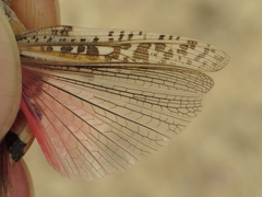 Calliptamus barbarus