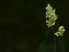 Dactylis glomerata