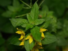 Lysimachia punctata