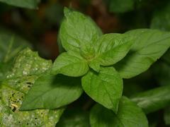 Lysimachia punctata