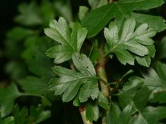 Crataegus monogyna