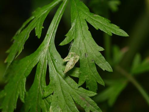Liriomyza artemisicola