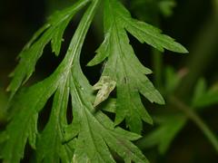 Liriomyza artemisicola