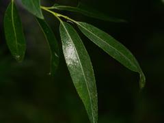 Salix alba