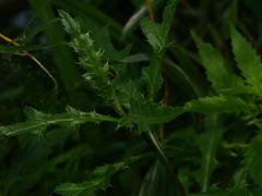 Cirsium arvense