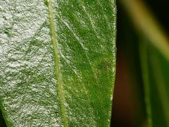 Aulagromyza tridentata