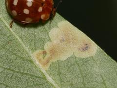 Aulagromyza tridentata