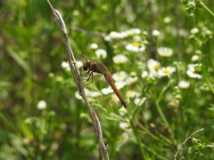 Crocothemis servilia mariannae