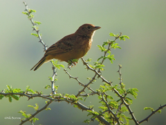 Mirafra rufocinnamomea torrida