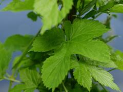 Humulus lupulus