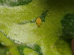 Deuterosminthurus pallipes