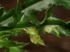 Phytomyza cirsii