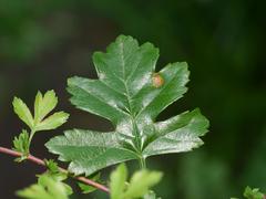 Gymnosporangium clavariiforme
